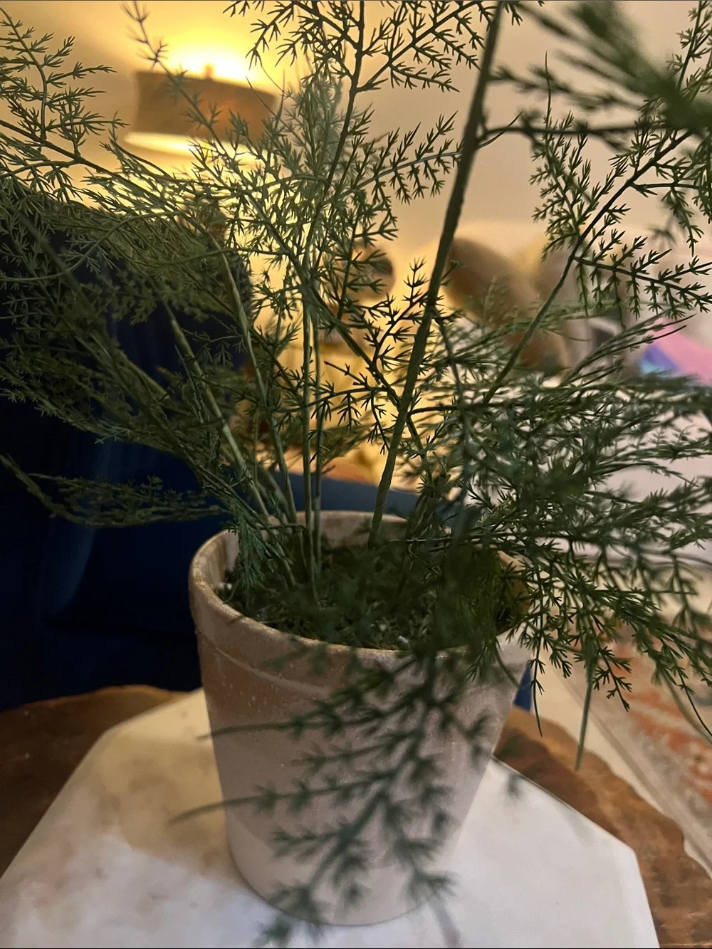 Neutral Two-Tone Ceramic Plant Pot with Green Foliage